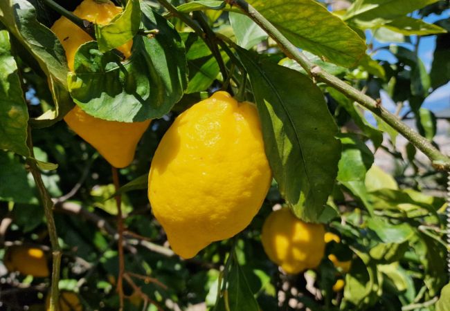 Villa a Sant´Agnello - AMORE RENTALS - Villa Tina con Piscina privata, Vista Mare, Terrazzi, Giardino e Parcheggio Villa a Sant´Agnello - AMORE RENTALS - Villa Tina con Piscina privata, Vista Mare, Terrazzi, Giardino e Parcheggio