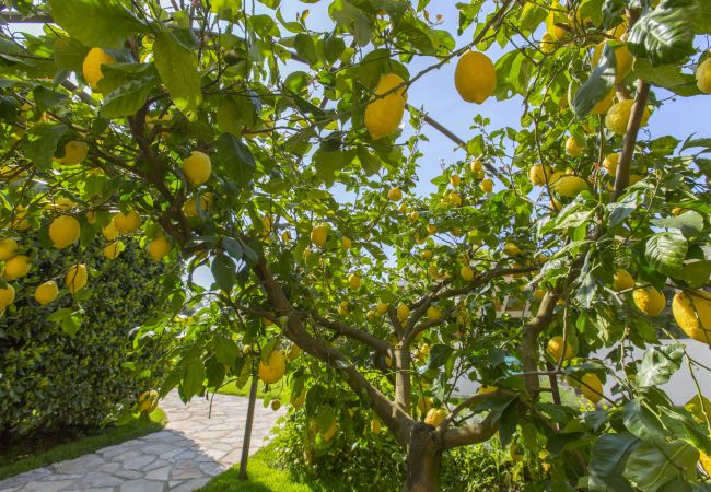 Villa a Massa Lubrense - AMORE RENTALS - Resort Ravenna - The Villa con Piscina Privata, Vasca Idromassaggio, Ideale per Eventi Villa a Massa Lubrense - AMORE RENTALS - Resort Ravenna - The Villa con Piscina Privata, Vasca Idromassaggio, Ideale per Eventi