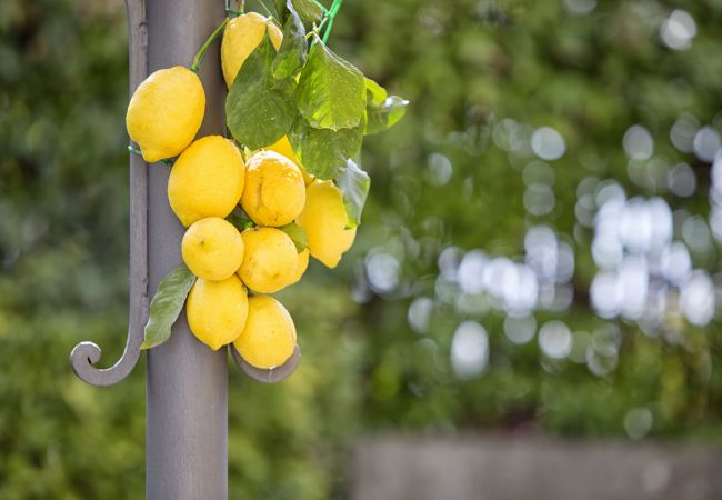 Villa a Massa Lubrense - AMORE RENTALS - Resort Ravenna - Villa Cavaliere con Terrazza, Piscina condivisa, Ideale per Eventi Villa a Massa Lubrense - AMORE RENTALS - Resort Ravenna - Villa Cavaliere con Terrazza, Piscina condivisa, Ideale per Eventi